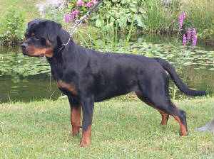 Emma/emma-rottweiler-female.JPG