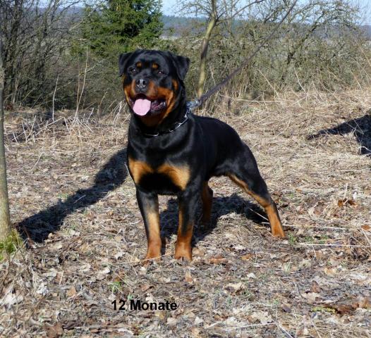 Wasko/Wasko_rottweiler_stud_male_1.gif